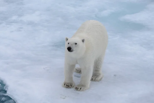 Urso Polar Ursus Maritimus Bloco Gelo Norte Ilha Spitsbergen Svalbard — Fotografia de Stock