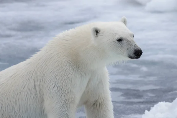 Wild Polar Bear Pack Ice Arctic Sea — Stock Photo, Image