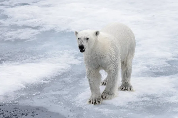 Urso Polar Molhado Que Vai Gelo Pacote Mar Ártico — Fotografia de Stock