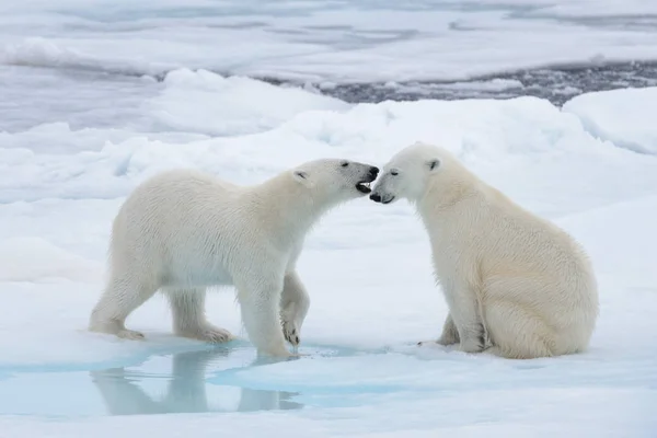 Two young wild polar bears playing on pack ice in Arctic sea