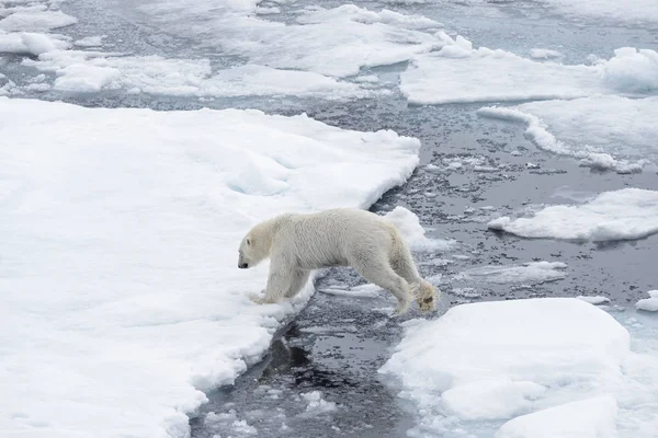 野生のホッキョクグマが北極海の氷の上でジャンプ — ストック写真