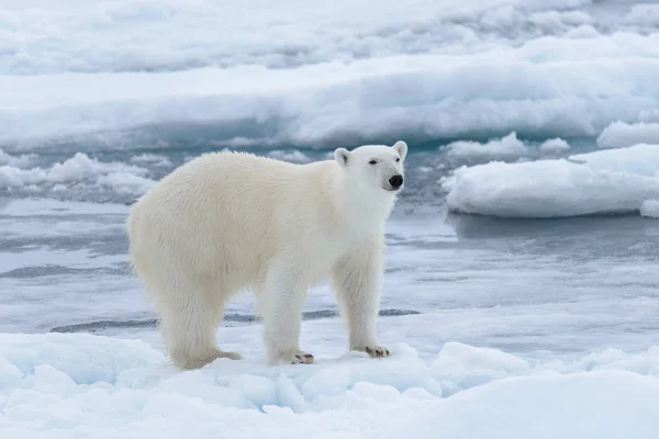 Oso Polar Salvaje Paquete Hielo Mar Ártico Cerca — Foto de Stock