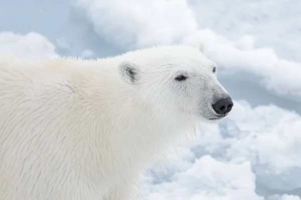 Eisbärenkopf Ursus Maritimus Aus Nächster Nähe — Stockfoto