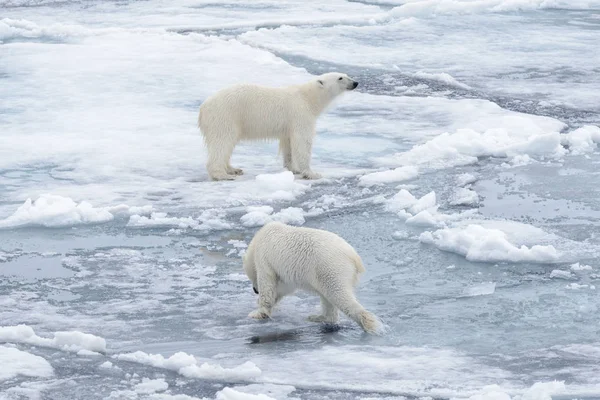 北のスバールバル諸島 北極海の流氷で遊ぶ 若い野生のホッキョクグマは — ストック写真