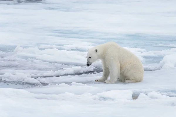 野北极熊坐在成群结队的冰上 — 图库照片