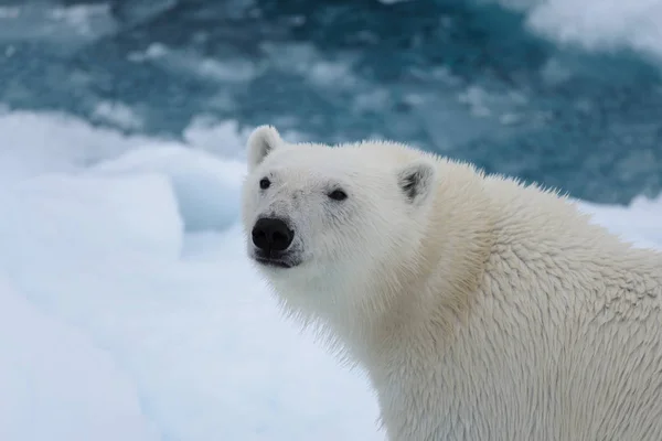 Eisbärenkopf Ursus Maritimus Aus Nächster Nähe — Stockfoto