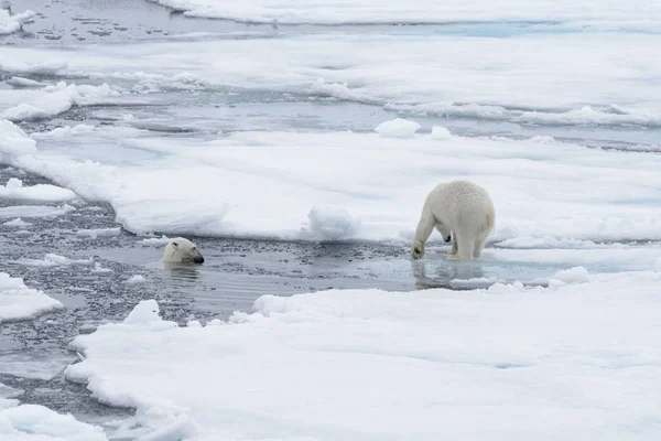 Dos Jóvenes Osos Polares Salvajes Jugando Sobre Hielo Mar Ártico — Foto de Stock