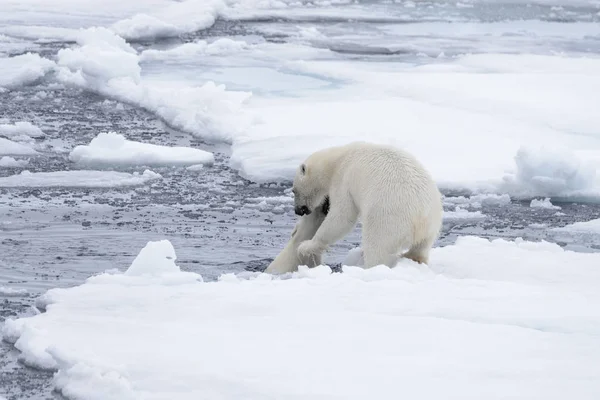 Két Fiatal Vad Jegesmedvék Játszik Jégtáblák Sarkvidéki Tengeri Északi Svalbard — Stock Fotó