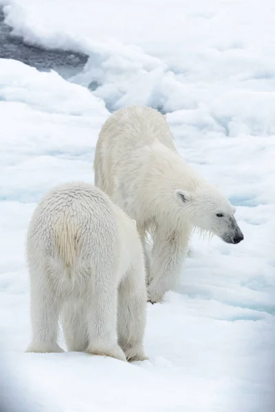 Zwei Junge Wilde Eisbären Spielen Auf Packeis Der Arktis Nördlich — Stockfoto