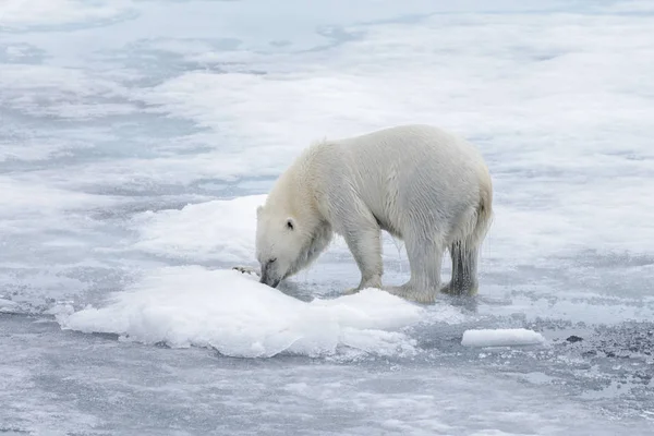 Natte Ijsbeer Pakijs Arctische Zee — Stockfoto