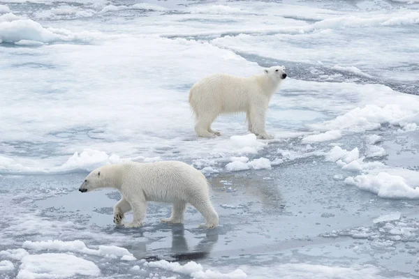 Két Fiatal Vad Jegesmedvék Játszik Jégtáblák Sarkvidéki Tengeri Északi Svalbard — Stock Fotó