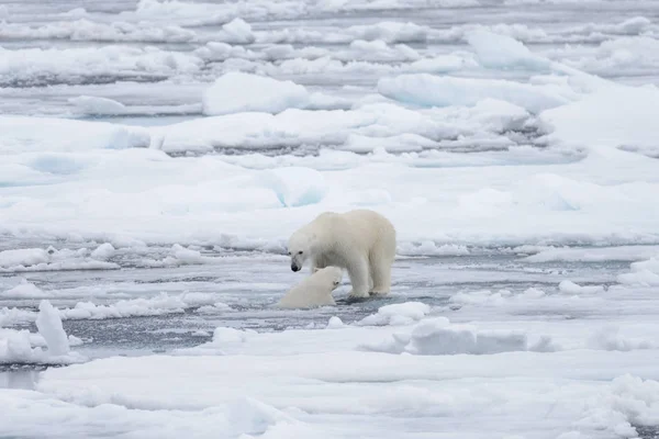 Два Молодих Диких Моржі Грає Pack Льоду Арктичні Моря Півночі — стокове фото