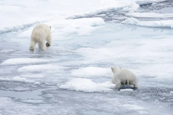 Två Unga Vilda Isbjörnar Spelar Packisen Arktiska Havet Norr Svalbard — Stockfoto