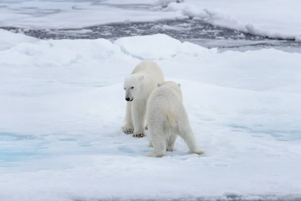 Два Молодых Белых Медведя Играют Паковом Льду Арктическом Море — стоковое фото