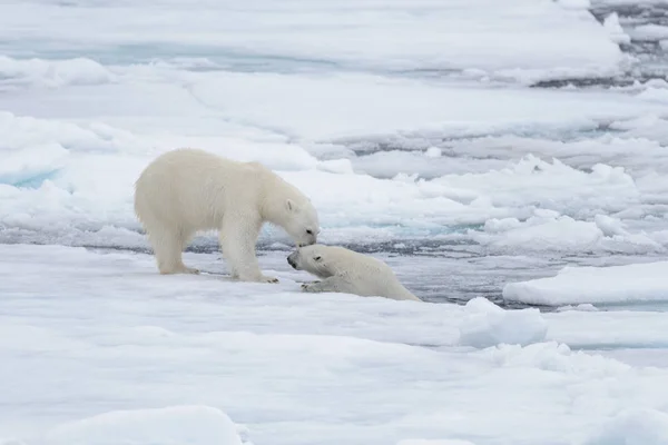 Dos Jóvenes Osos Polares Salvajes Jugando Sobre Hielo Mar Ártico — Foto de Stock