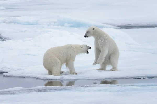 Két Fiatal Vad Jegesmedvék Játszik Jégtáblák Sarkvidéki Tengeri Északi Svalbard — Stock Fotó