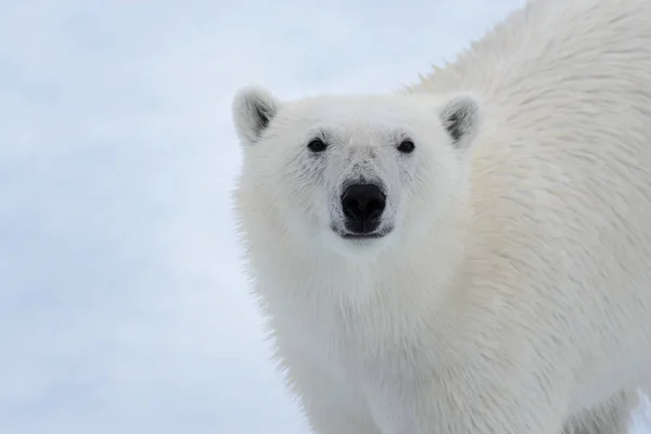 Jegesmedve Ursus Maritimus Vezetője Közelről — Stock Fotó