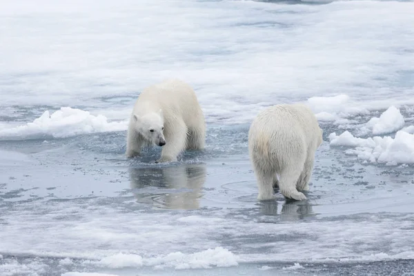 Dos Jóvenes Osos Polares Salvajes Jugando Sobre Hielo Mar Ártico — Foto de Stock