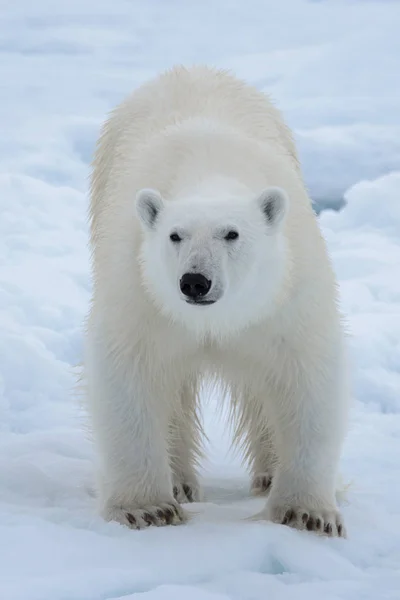 북극곰을 닫습니다 — 스톡 사진