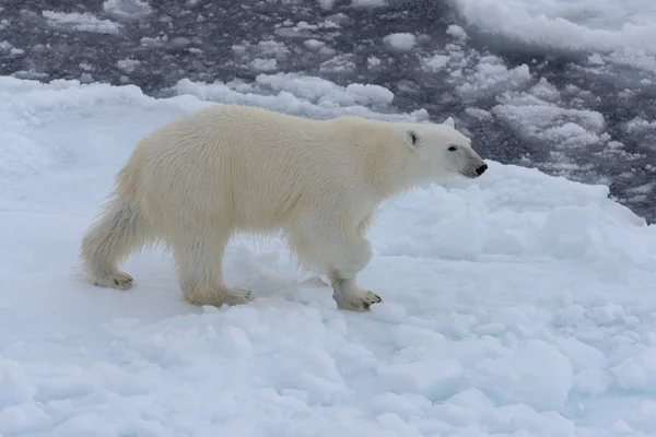 Urso Polar Selvagem Gelo Pacote Mar Ártico — Fotografia de Stock