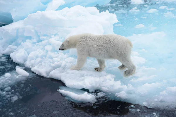 Urso Polar Selvagem Indo Água Gelo Pacote Mar Ártico — Fotografia de Stock