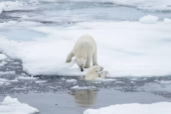 Twee Jonge Wilde Ijsberen Spelen Pakijs Het Arctische Zee Ten — Stockfoto