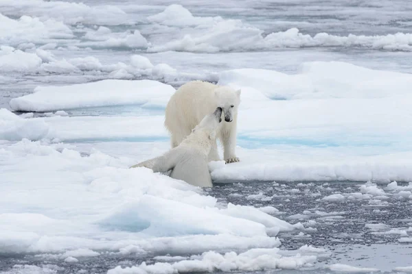 Két Fiatal Vad Jegesmedvék Játszik Jégtáblák Sarkvidéki Tengeri Északi Svalbard — Stock Fotó