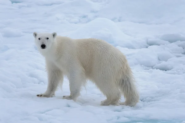 Дикий Білий Ведмідь Pack Льоду Арктичні Моря Крупним Планом — стокове фото