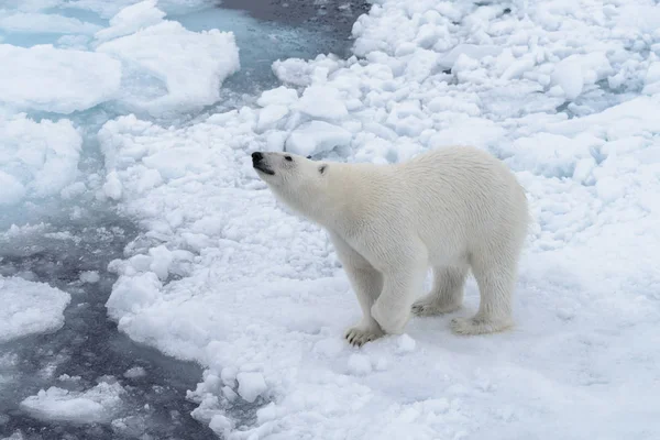 北極海のパック氷の上の野生のホッキョクグマ — ストック写真