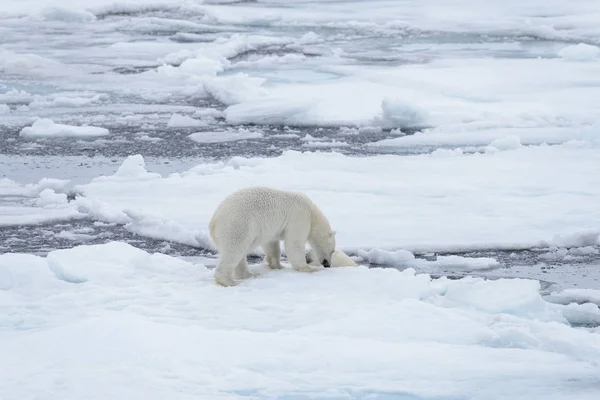 Két Fiatal Vad Jegesmedvék Játszik Jégtáblák Sarkvidéki Tengeri Északi Svalbard — Stock Fotó