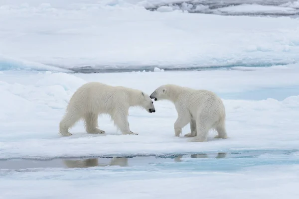 北のスバールバル諸島 北極海の流氷で遊ぶ 若い野生のホッキョクグマは — ストック写真