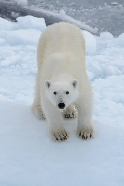 カメラに探している北極海の氷に野生のホッキョクグマ — ストック写真