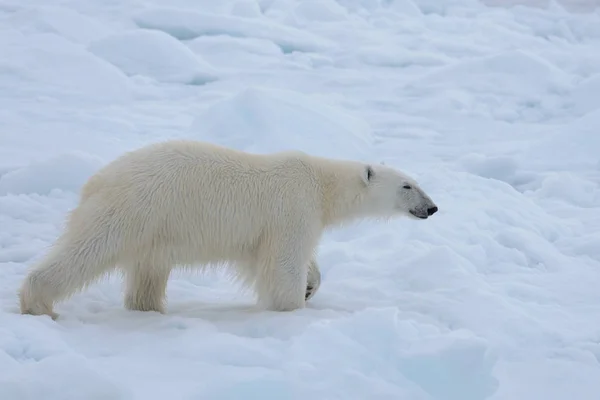 Arctic Deniz Buz Paketi Üzerinde Yabani Kutup Ayısı Yakın Çekim — Stok fotoğraf