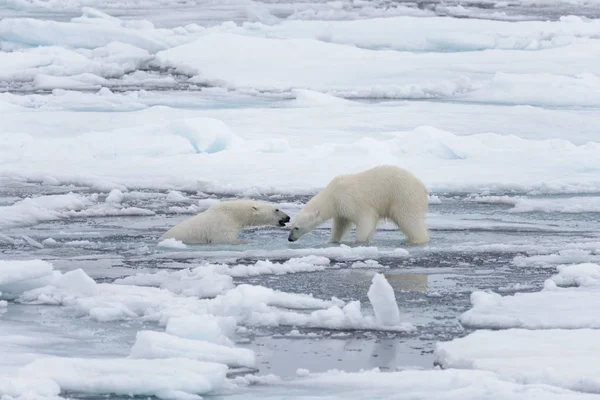 Два Молодих Диких Моржі Грає Pack Льоду Арктичні Моря Півночі — стокове фото