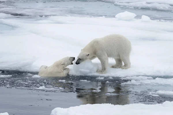 Dwóch Młodych Dzikie Niedźwiedzie Polarne Gra Lodzie Morza Arktycznego Północ — Zdjęcie stockowe