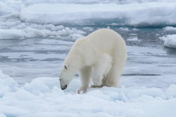 Wilder Eisbär Auf Packeis Arktischen Meer Aus Nächster Nähe — Stockfoto