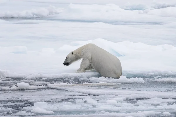 Urso Polar Molhado Que Vai Gelo Pacote Mar Ártico — Fotografia de Stock