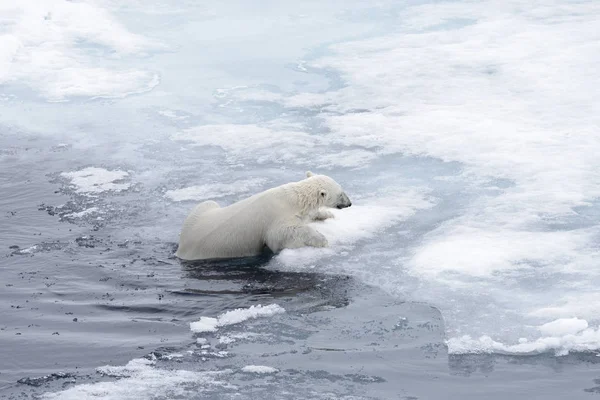 Polar Bear Ursus Maritimus Swimming Arctic Sea Close — Stock Photo, Image