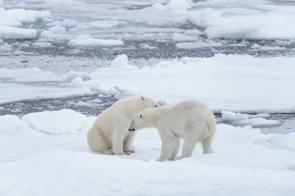 Två Unga Vilda Isbjörnar Spelar Packisen Arktiska Havet — Stockfoto