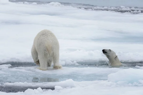 Két Fiatal Vad Jegesmedvék Játszik Jégtáblák Sarkvidéki Tengeri Északi Svalbard — Stock Fotó