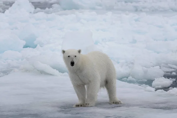 Oso Polar Salvaje Paquete Hielo Mar Ártico —  Fotos de Stock