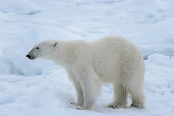 Urso Polar Selvagem Gelo Pacote Mar Ártico Close — Fotografia de Stock