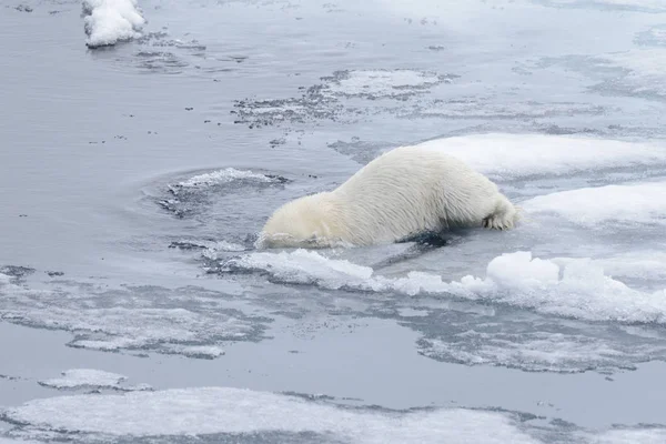 Polar Bear Ursus Maritimus Swimming Arctic Sea Close — Stock Photo, Image