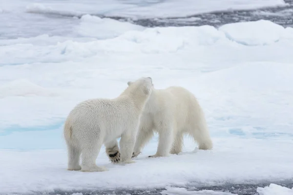 Two Young Wild Polar Bears Playing Pack Ice Arctic Sea — Stock Photo, Image