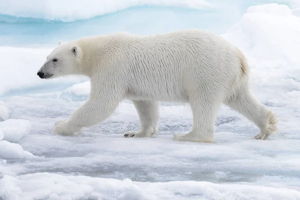 Wilder Eisbär Wasser Auf Packeis Der Arktis — Stockfoto