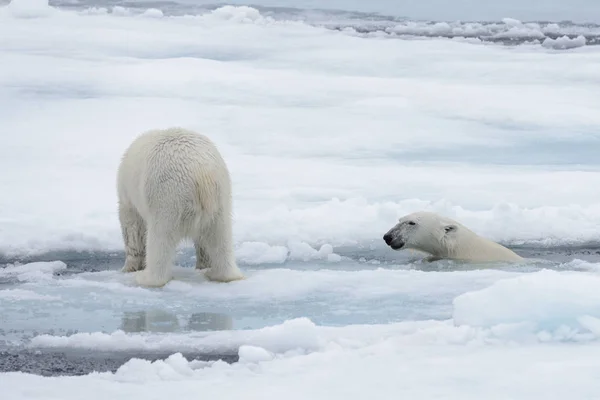 Dos Jóvenes Osos Polares Salvajes Jugando Sobre Hielo Mar Ártico — Foto de Stock