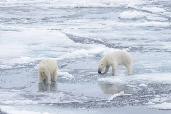 Dos Jóvenes Osos Polares Salvajes Jugando Sobre Hielo Mar Ártico — Foto de Stock