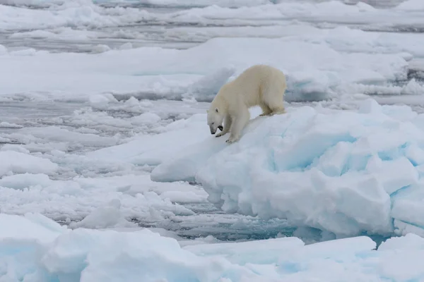 Orso Polare Selvatico Branco Nel Mare Artico — Foto Stock