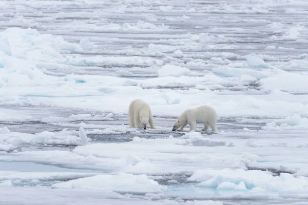 Dos Jóvenes Osos Polares Salvajes Jugando Sobre Hielo Mar Ártico —  Fotos de Stock