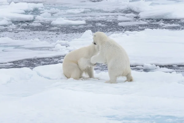 북극곰 스발바르 북쪽에 얼음에 — 스톡 사진